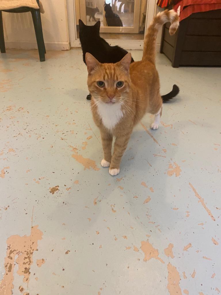 Red Fred, Adoptable, Senior Male Domestic Short Hair.