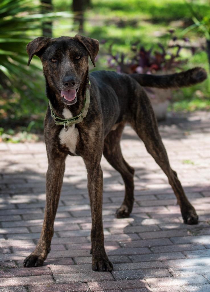 Tucker James, Adoptable, Young Male Mixed Breed.