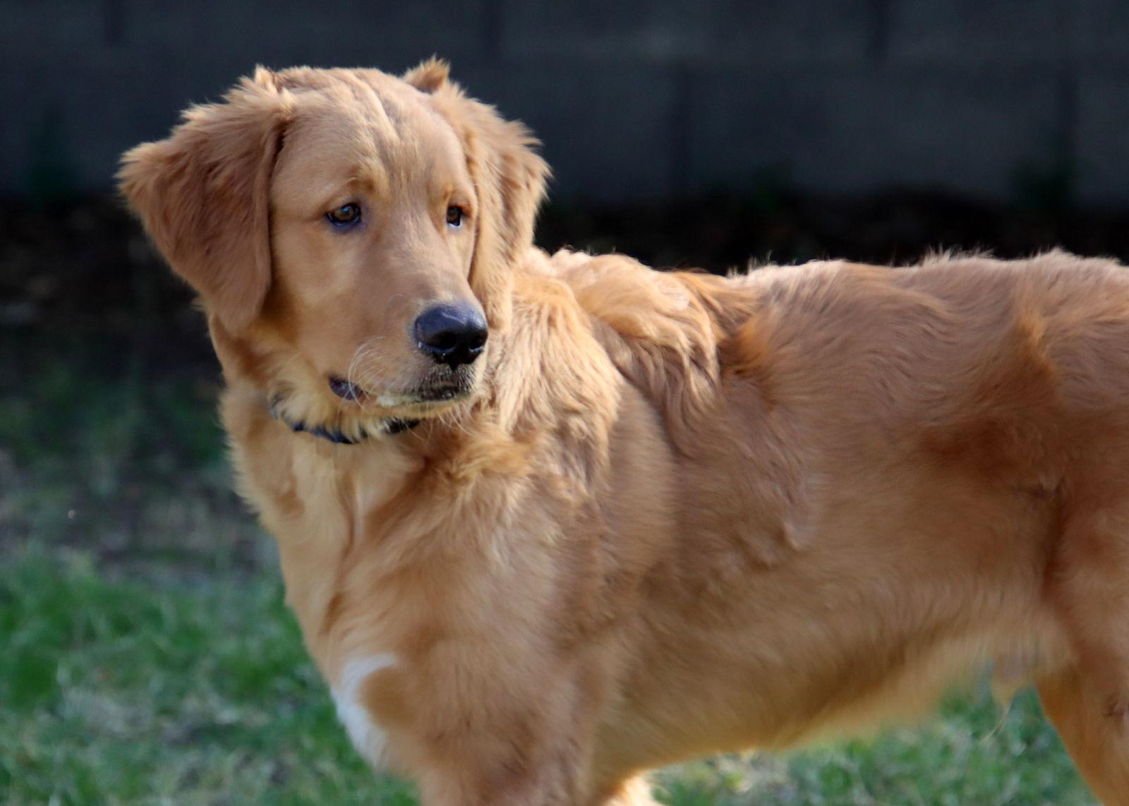 Enlarge Mac, a Adopted Golden Retriever in Glendale, AZ image 1/3
