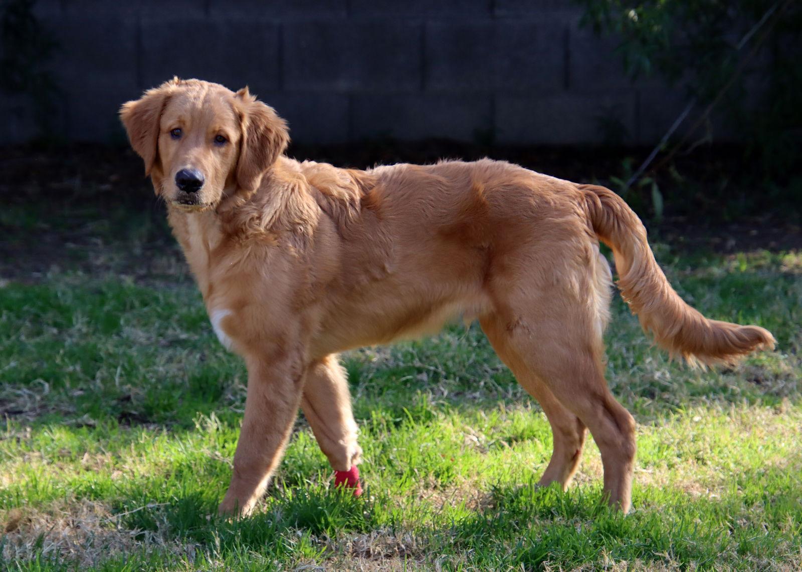 Enlarge Mac, a Adopted Golden Retriever in Glendale, AZ image 3/3