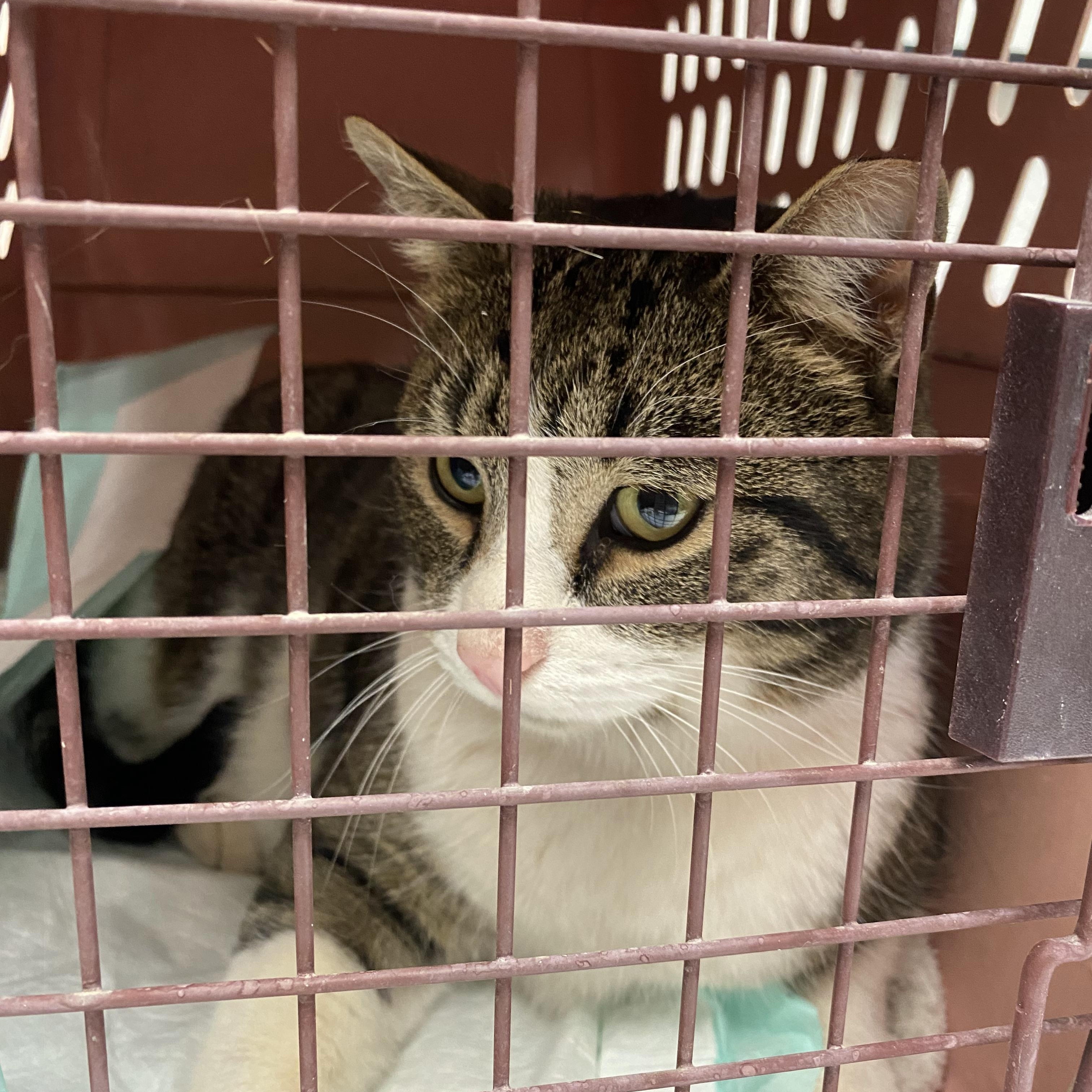 Enlarge Posiedon ("Peppi"), a ADOPTABLE Domestic Short Hair in Edgewood, NM image 6/6
