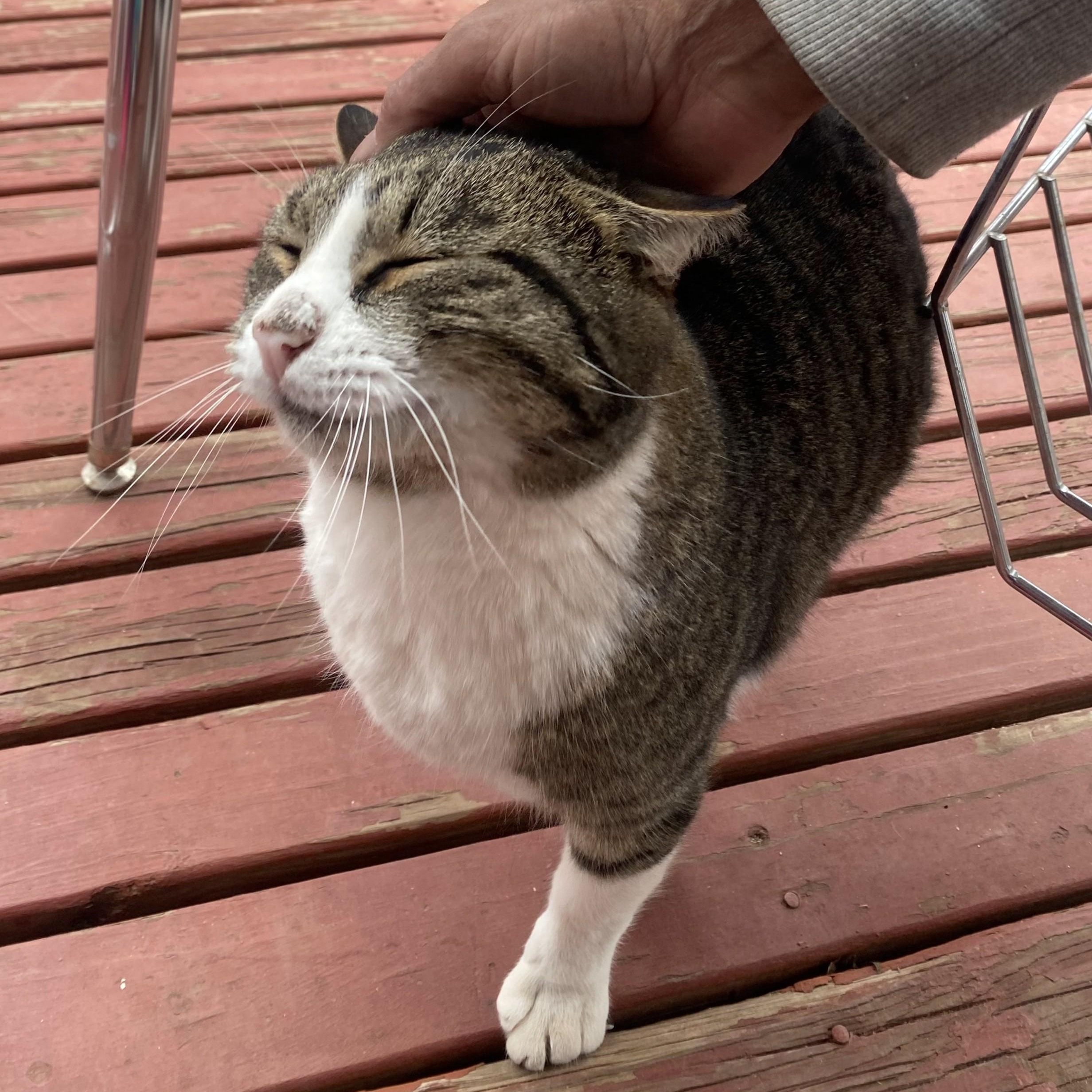 Enlarge Posiedon ("Peppi"), a ADOPTABLE Domestic Short Hair in Edgewood, NM image 1/6