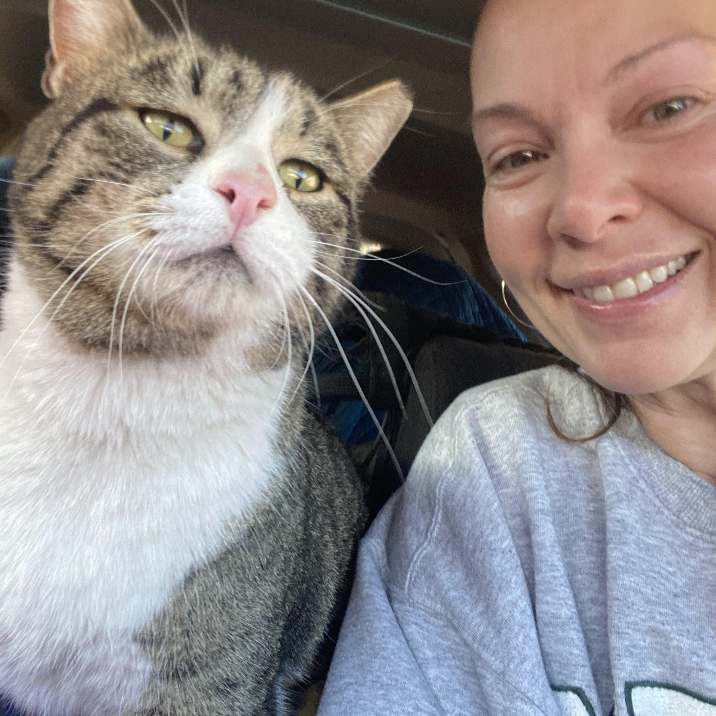 Enlarge Posiedon ("Peppi"), a ADOPTABLE Domestic Short Hair in Edgewood, NM image 2/6