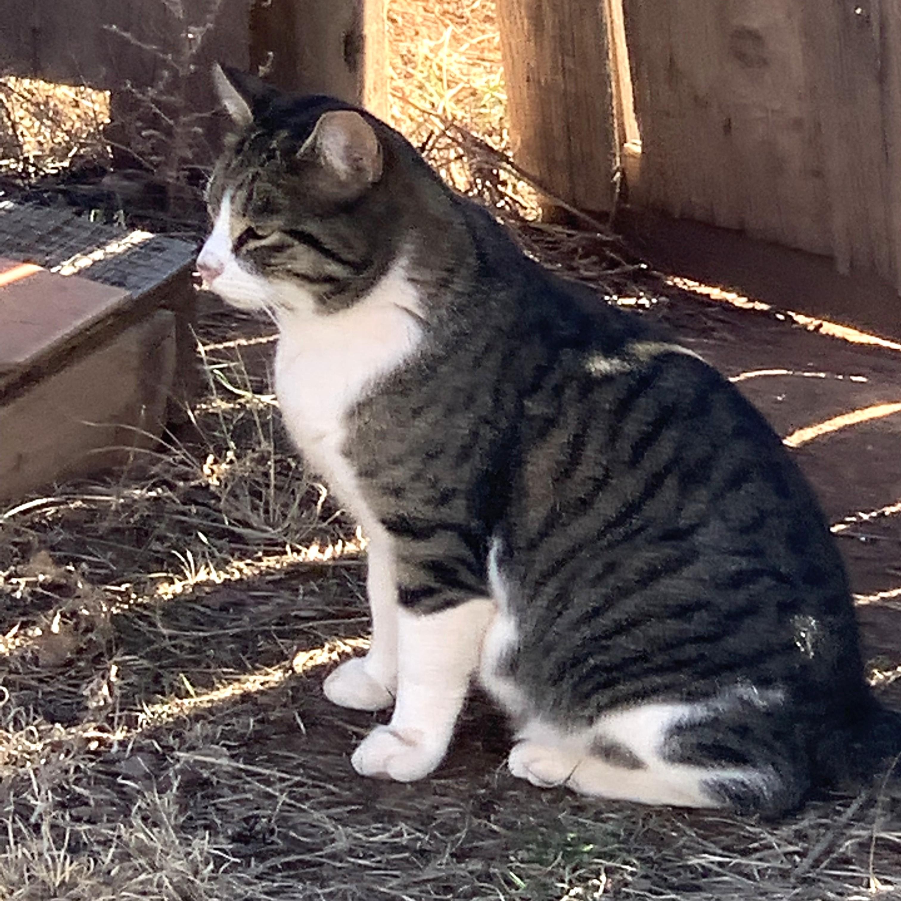Enlarge Posiedon ("Peppi"), a ADOPTABLE Domestic Short Hair in Edgewood, NM image 5/6