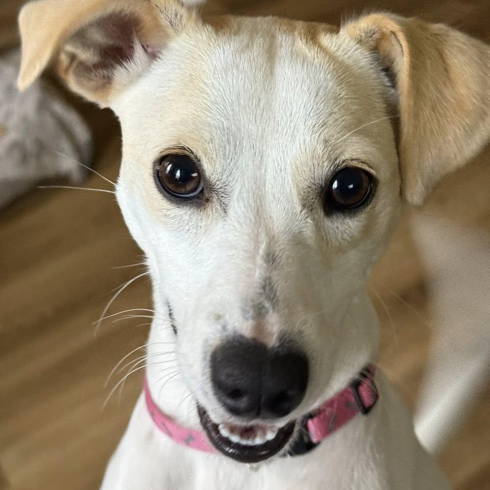 Lily, a Adoptable mixed breed in Jefferson , LA image 1/5