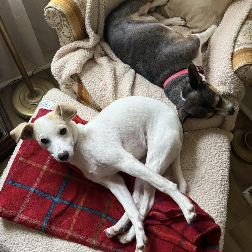 Lily, a Adoptable mixed breed in Jefferson , LA image 4/5