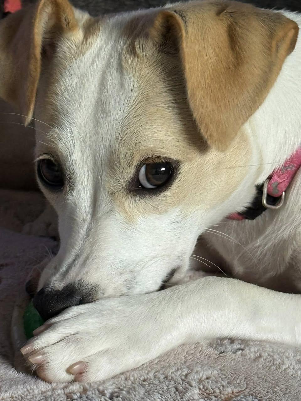 Lily, a Adoptable mixed breed in Jefferson , LA image 5/5