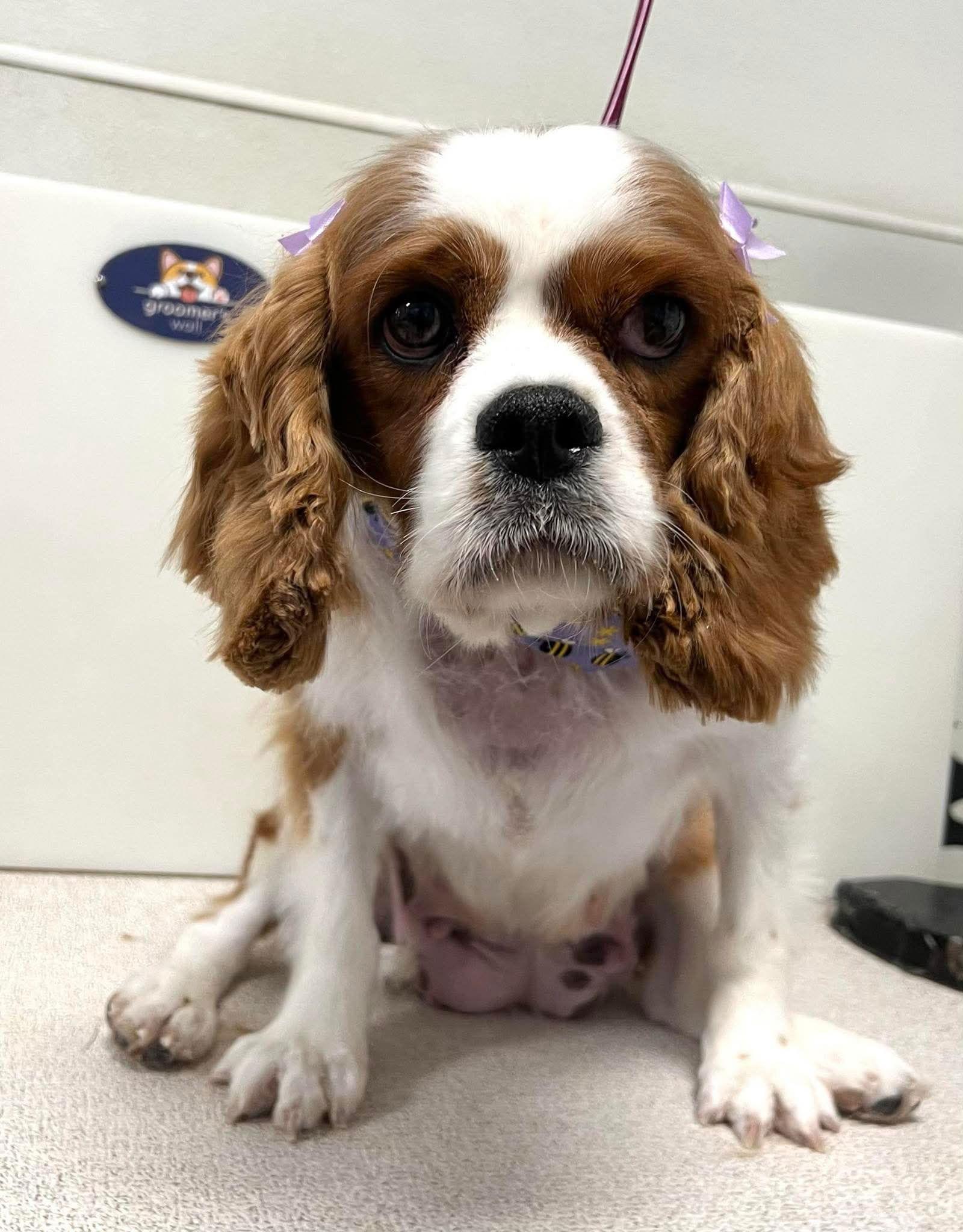 Sidney, Adopted, Adult Female Cavalier King Charles Spaniel.