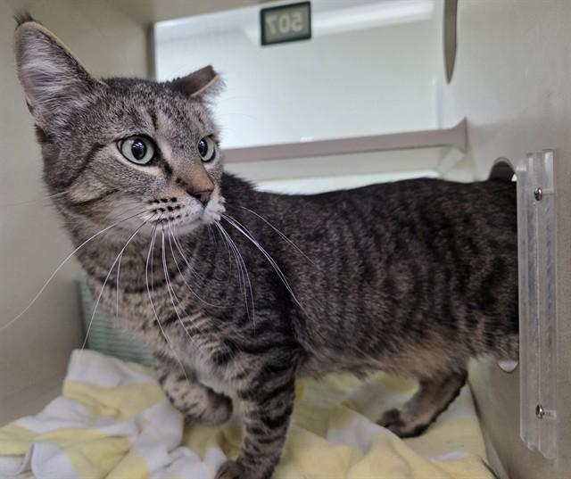 REBECCA, Adoptable, Adult Female Domestic Short Hair.