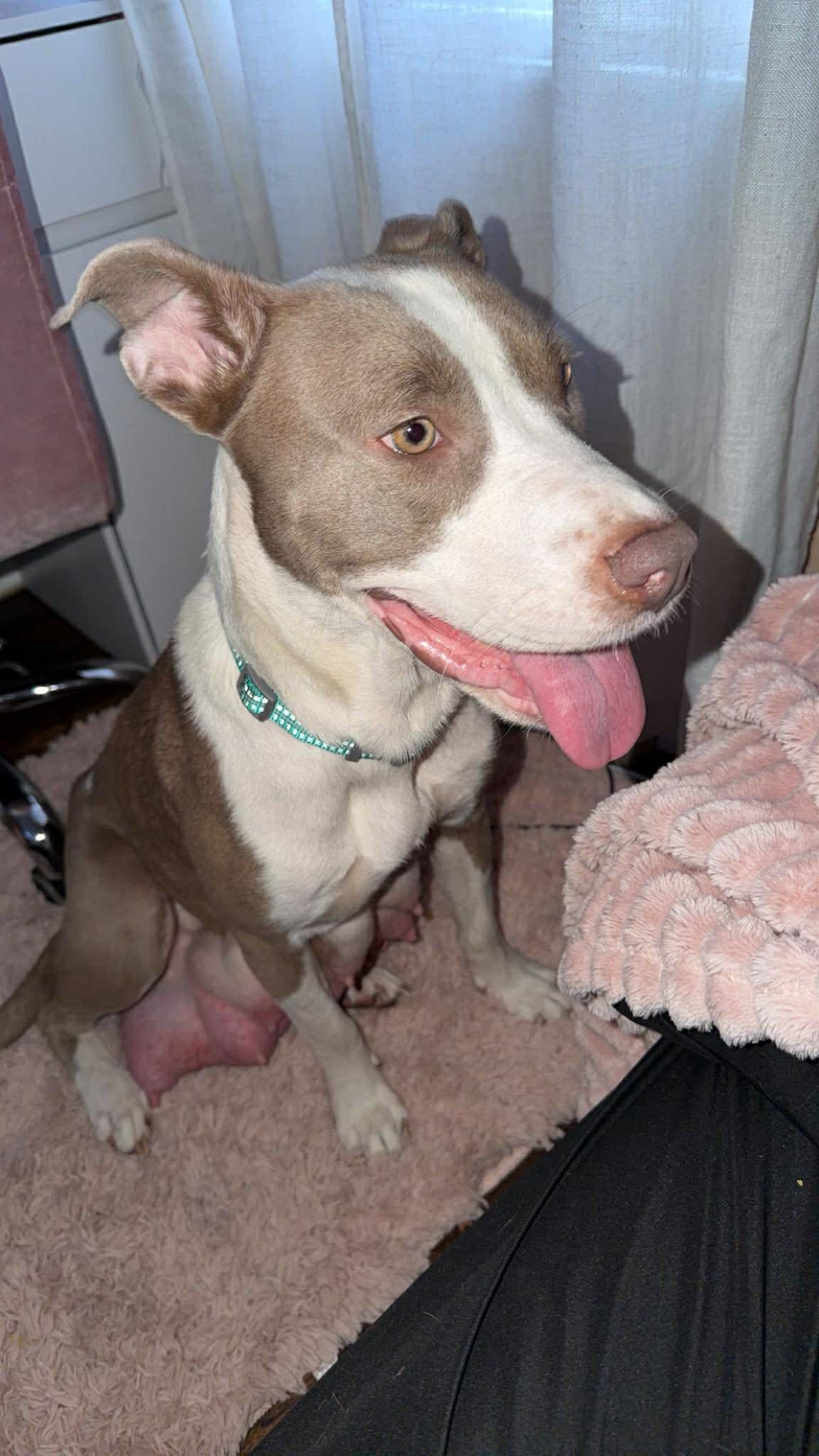 Honey, a ADOPTABLE mixed breed in Pleasant Ridge, MI image 4/5