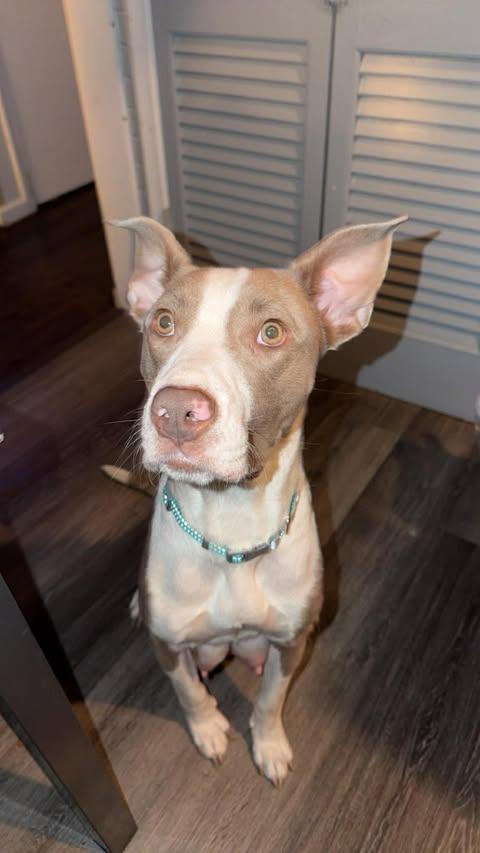 Honey, ADOPTABLE, Young Female Mixed Breed.