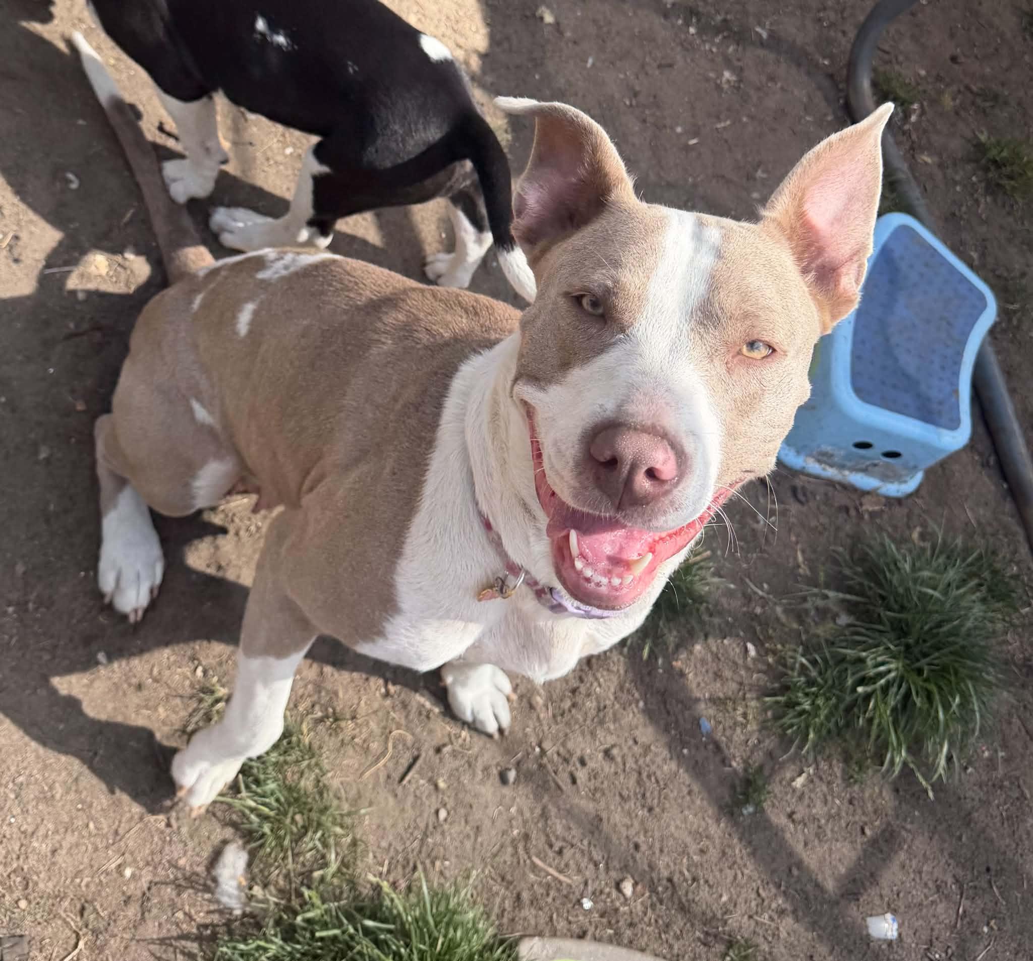 Honey, ADOPTABLE, Young Female Mixed Breed & American Staffordshire Terrier.