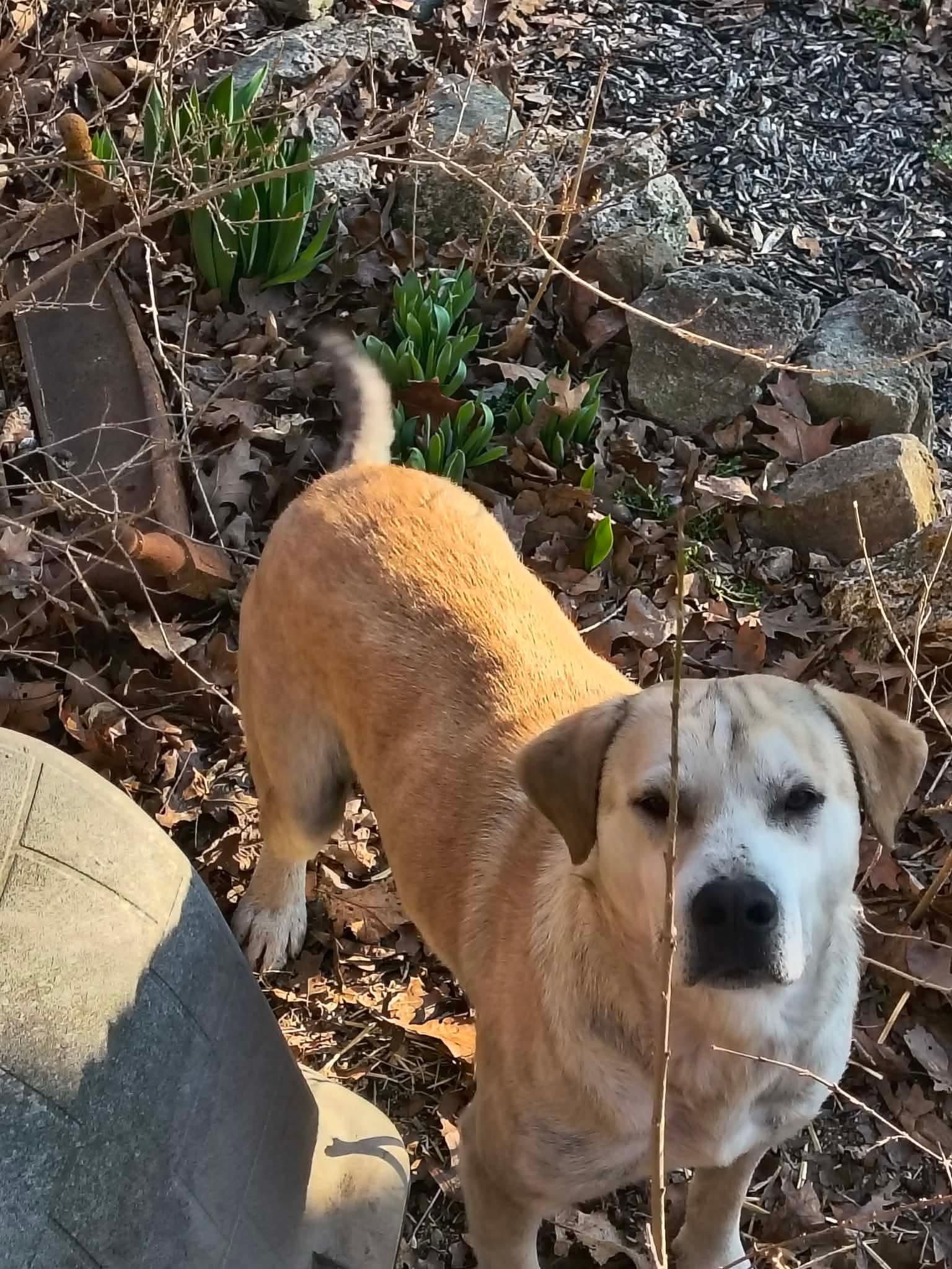 Dodger, Adoptable, Adult Male Shepherd.