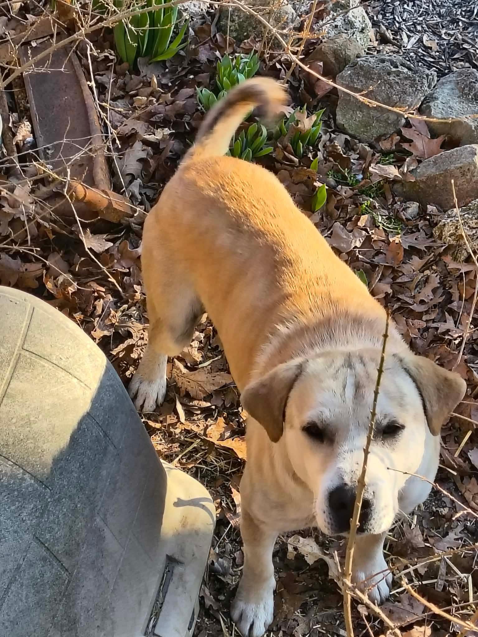 Dodger, Adoptable, Adult Male Shepherd.