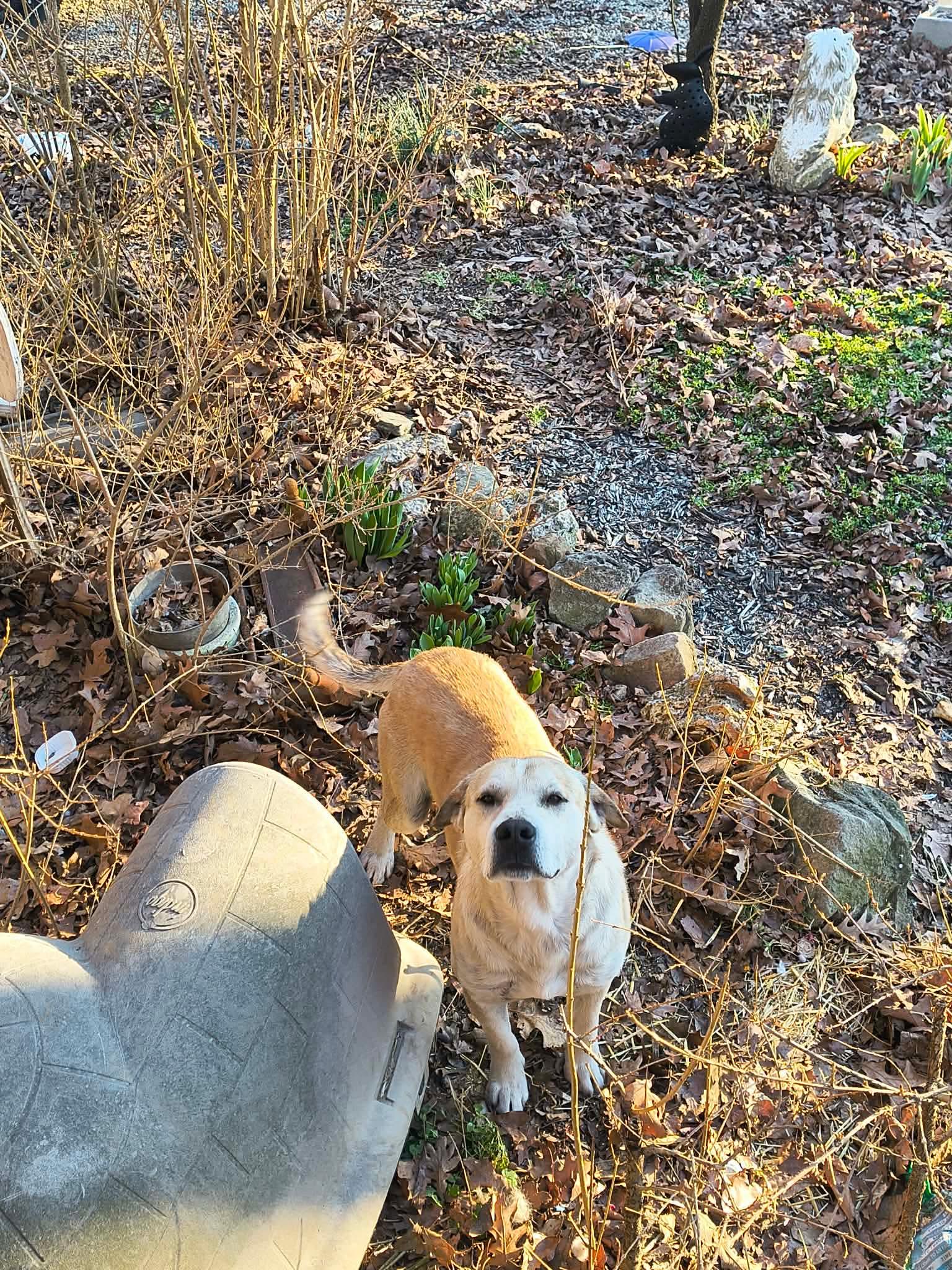 Enlarge Dodger, a Adoptable Shepherd in Stover, MO image 3/3