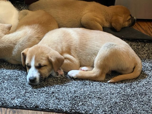 Casey, Adopted, Puppy Female German Shepherd Dog & Corgi.