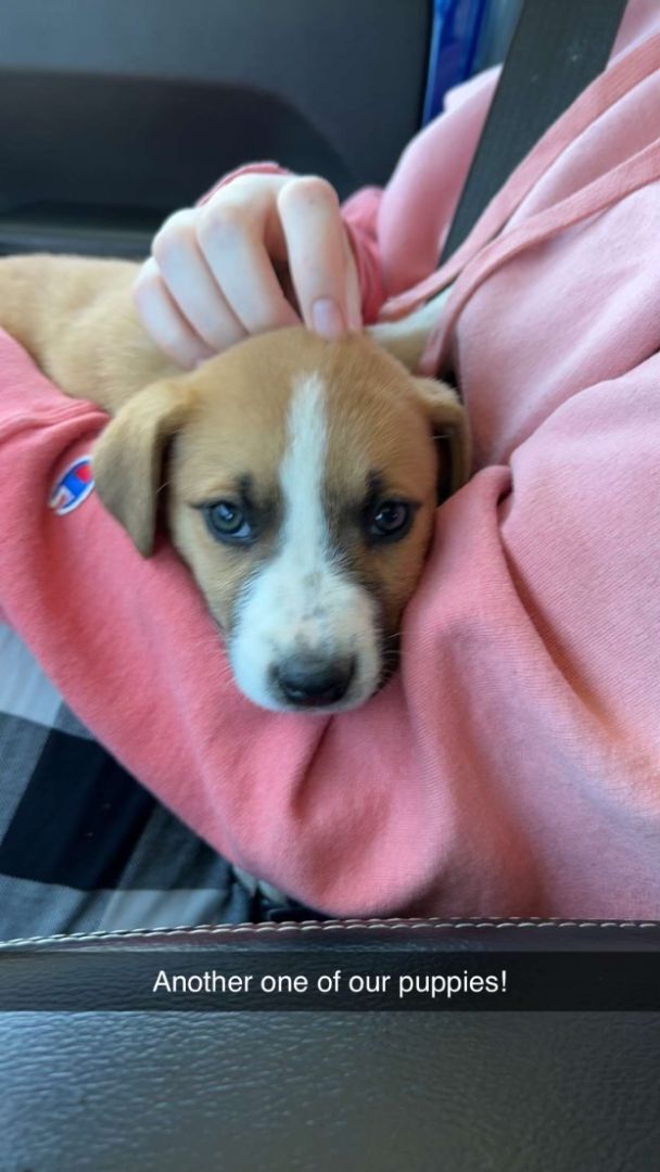 Enlarge Casey, a Adopted mixed breed in Glenview, IL image 2/2