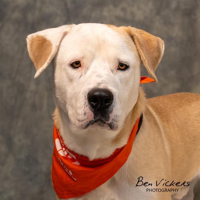 JUNIOR, Adoptable, Young Male Labrador Retriever & Pit Bull Terrier.