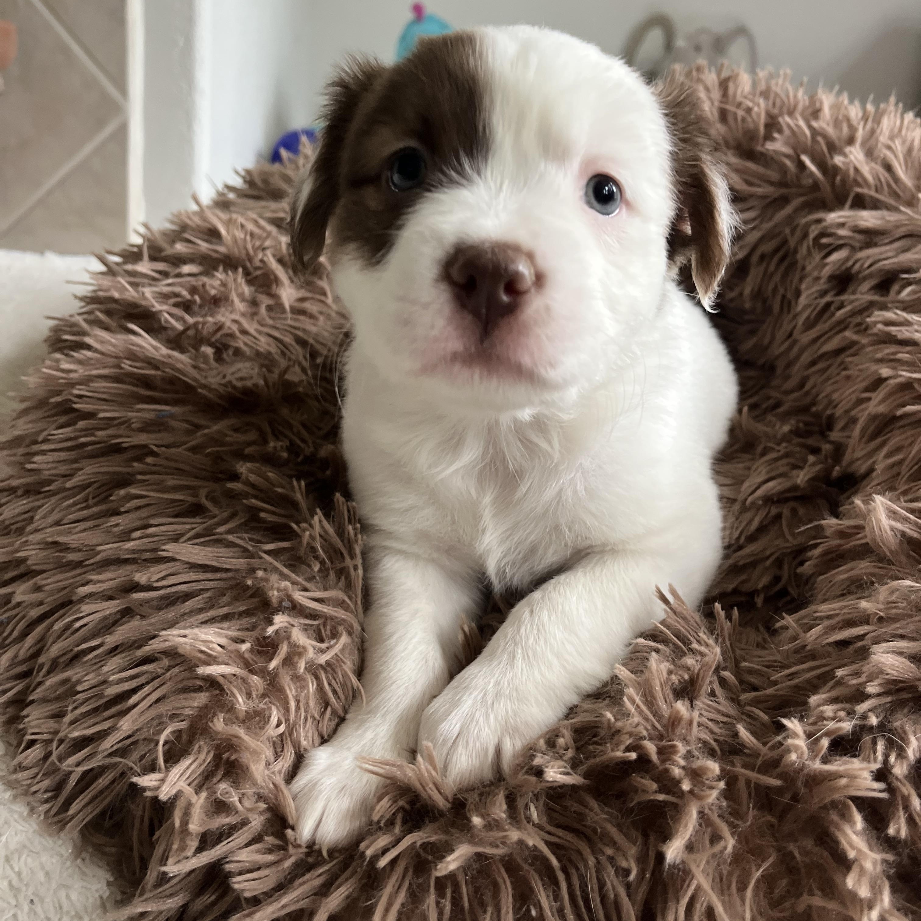 Enlarge Summer, a ADOPTABLE mixed breed in Poway, CA image 1/1