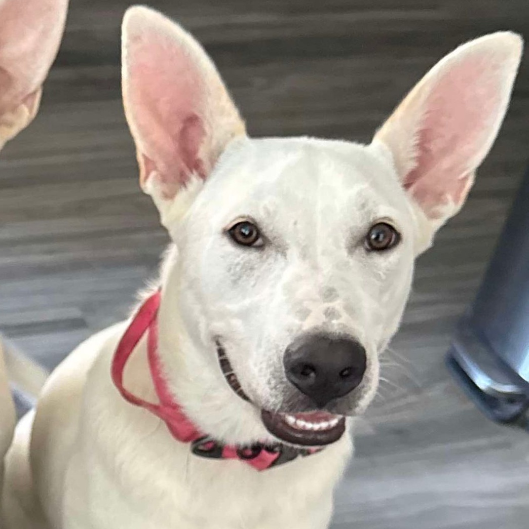 Dog for adoption Camilia8 Months Old/Female/Spayed/Update to Date on