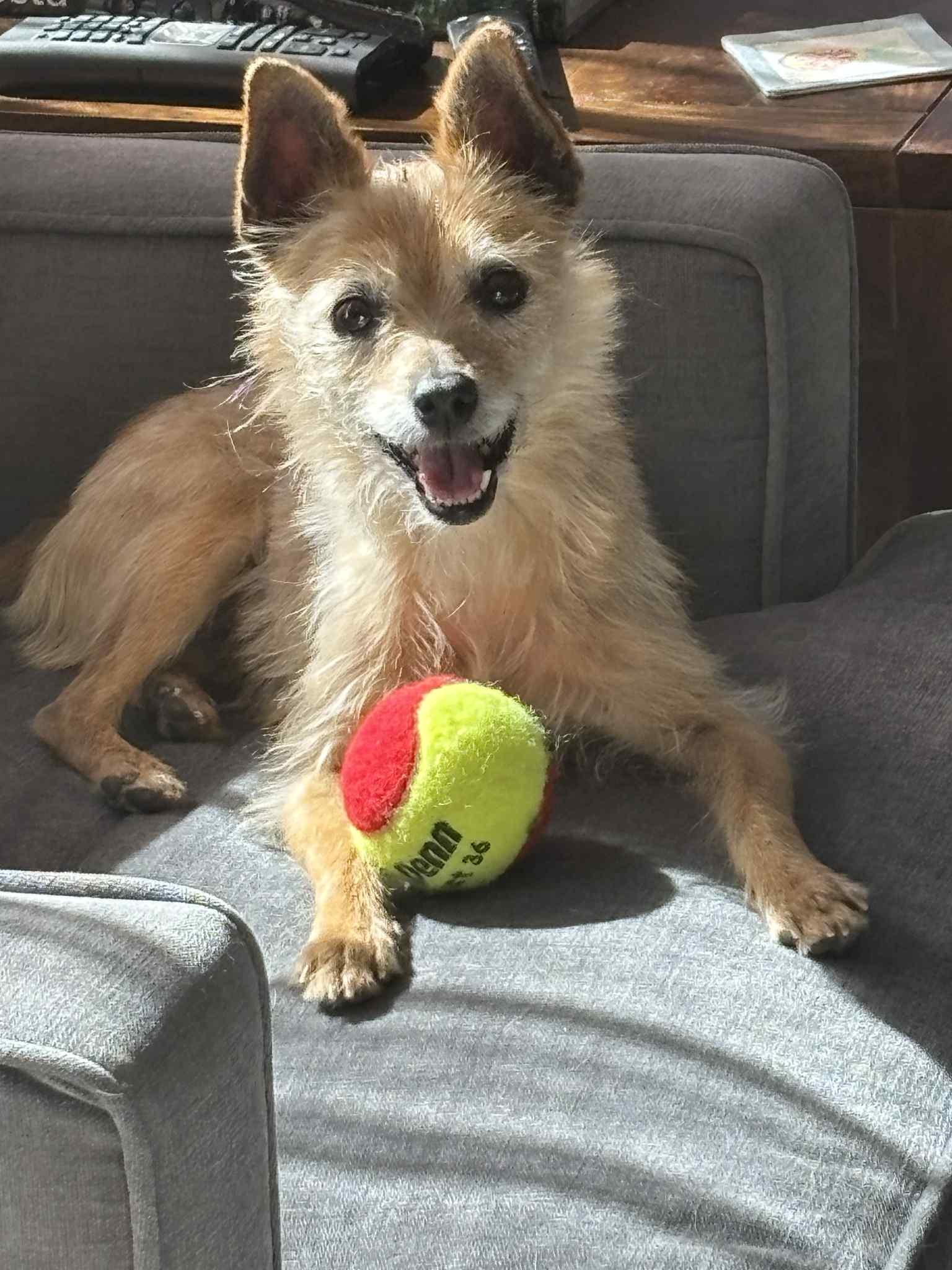 Enlarge Kit, a Adopted Terrier in Littleton, CO image 1/3