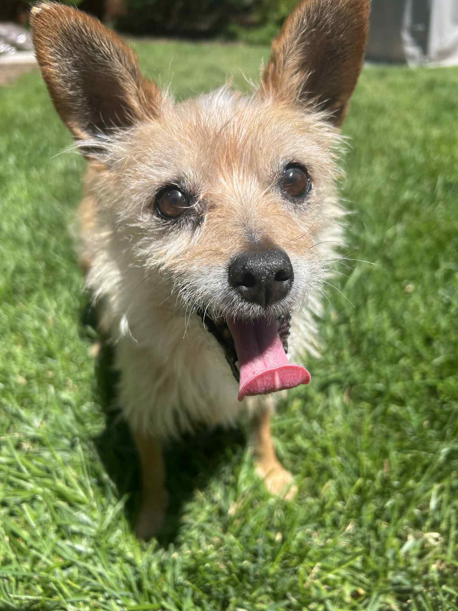 Enlarge Kit, a Adopted Terrier in Littleton, CO image 2/3