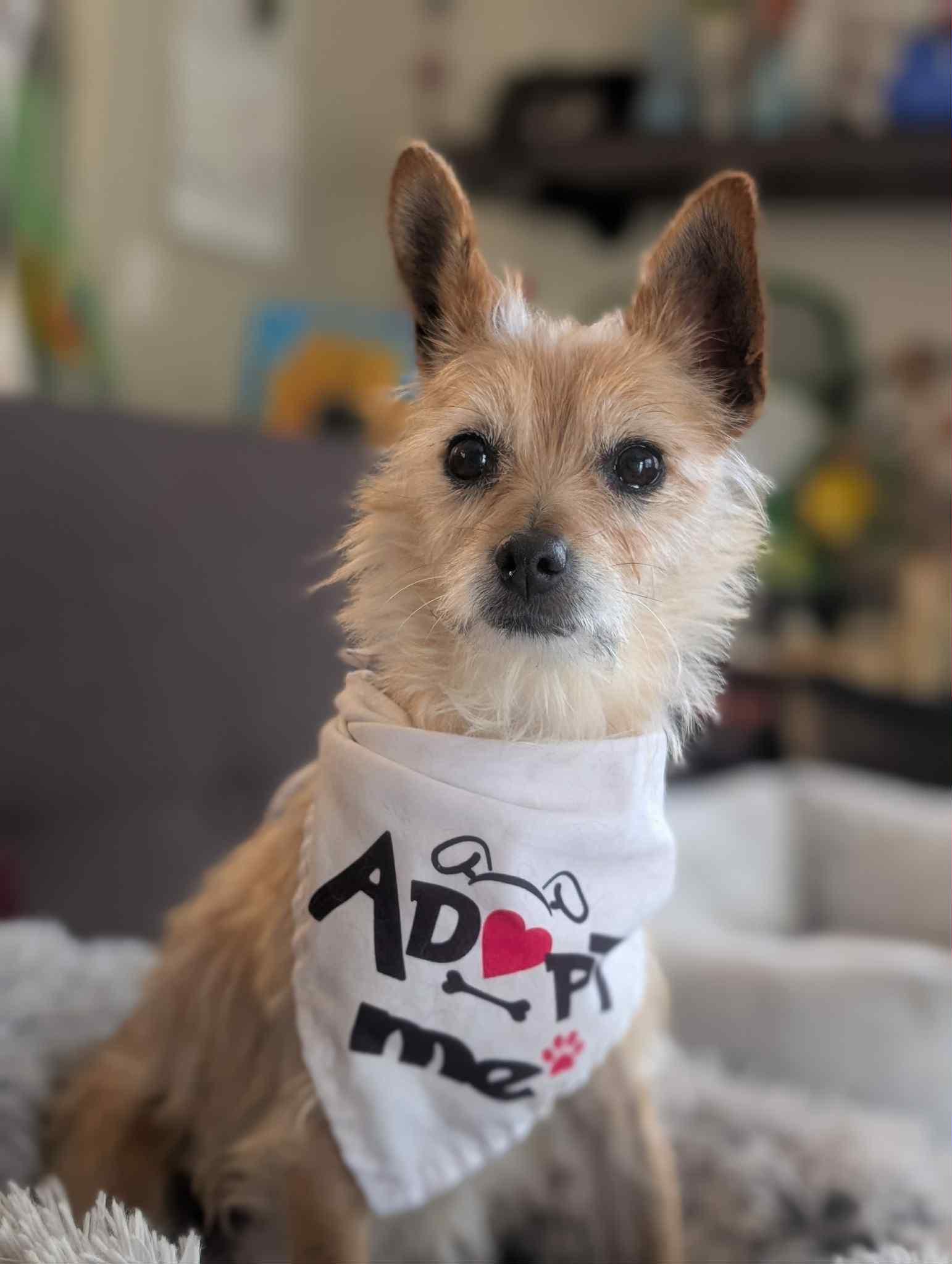 Enlarge Kit, a Adopted Terrier in Littleton, CO image 3/3