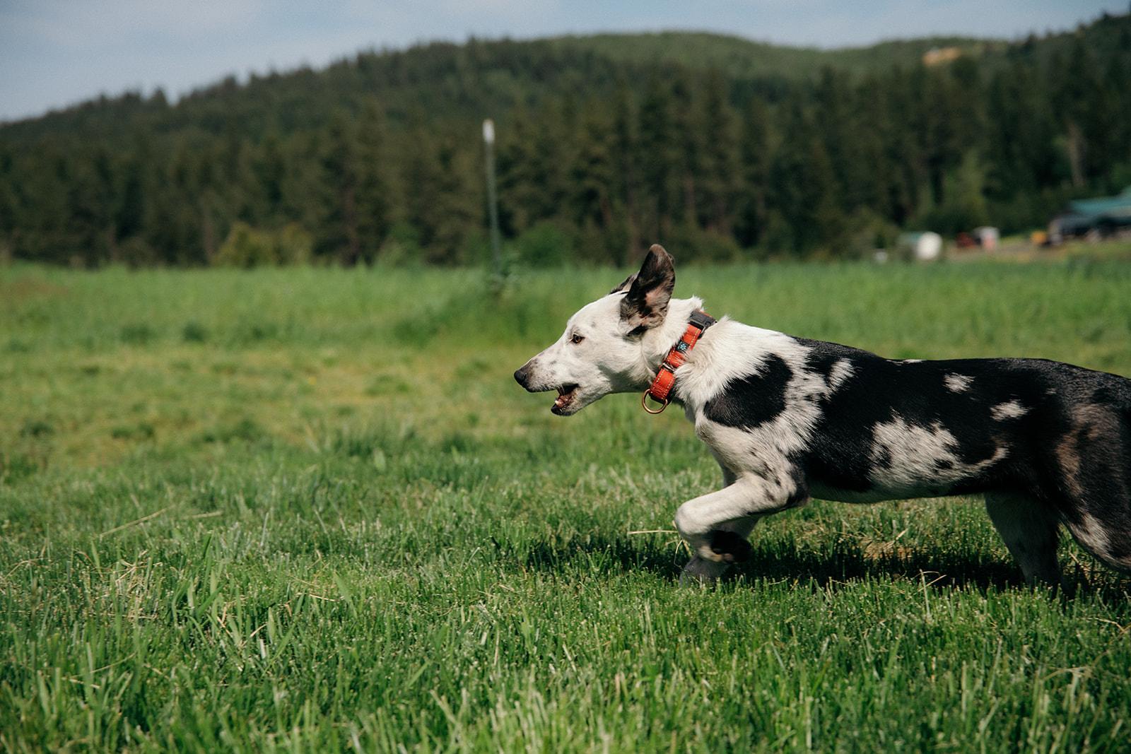 Enlarge MASON, a Adoptable mixed breed in Plummer, ID image 2/3