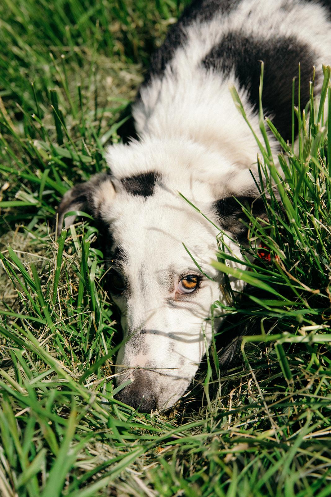 Enlarge MASON, a Adoptable mixed breed in Plummer, ID image 1/3