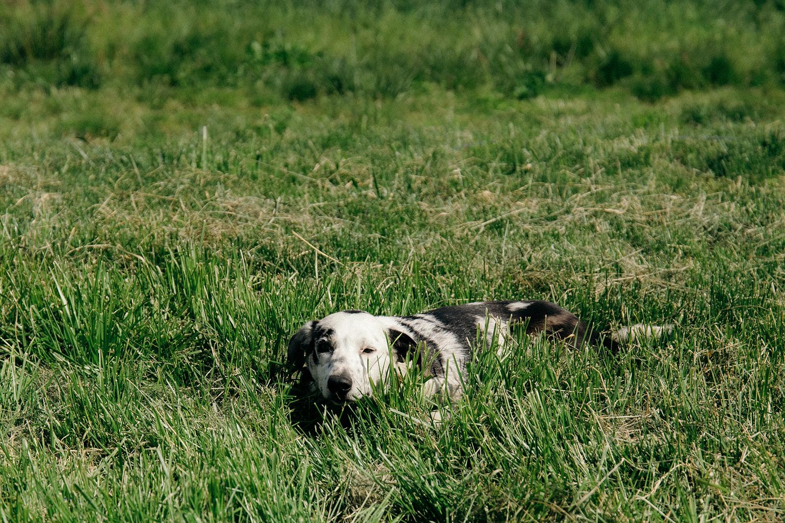 Enlarge MASON, a Adoptable mixed breed in Plummer, ID image 3/3