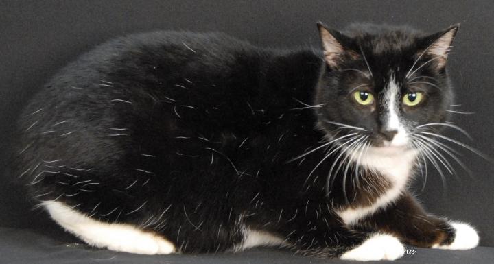 Mittens, ADOPTABLE, Adult Female Domestic Short Hair.