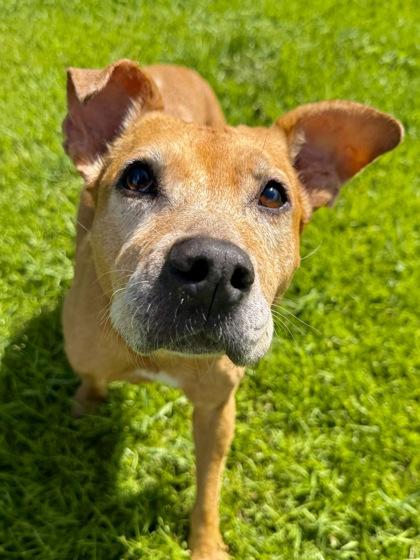 Chloe (In Foster), Adoptable, Adult Female Pit Bull Terrier & Mixed Breed.