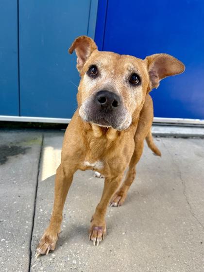 Chloe (In Foster), a Adoptable mixed breed in New Orleans, LA image 2/2