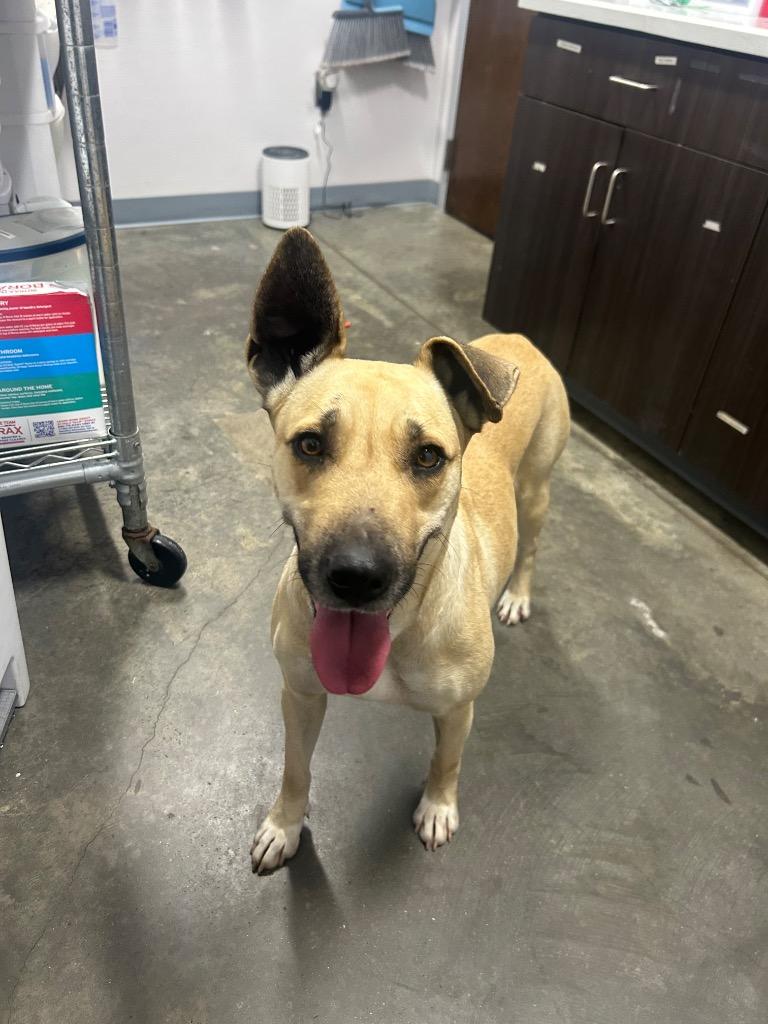 Mia, Adoptable, Young Female German Shepherd Dog & Labrador Retriever.