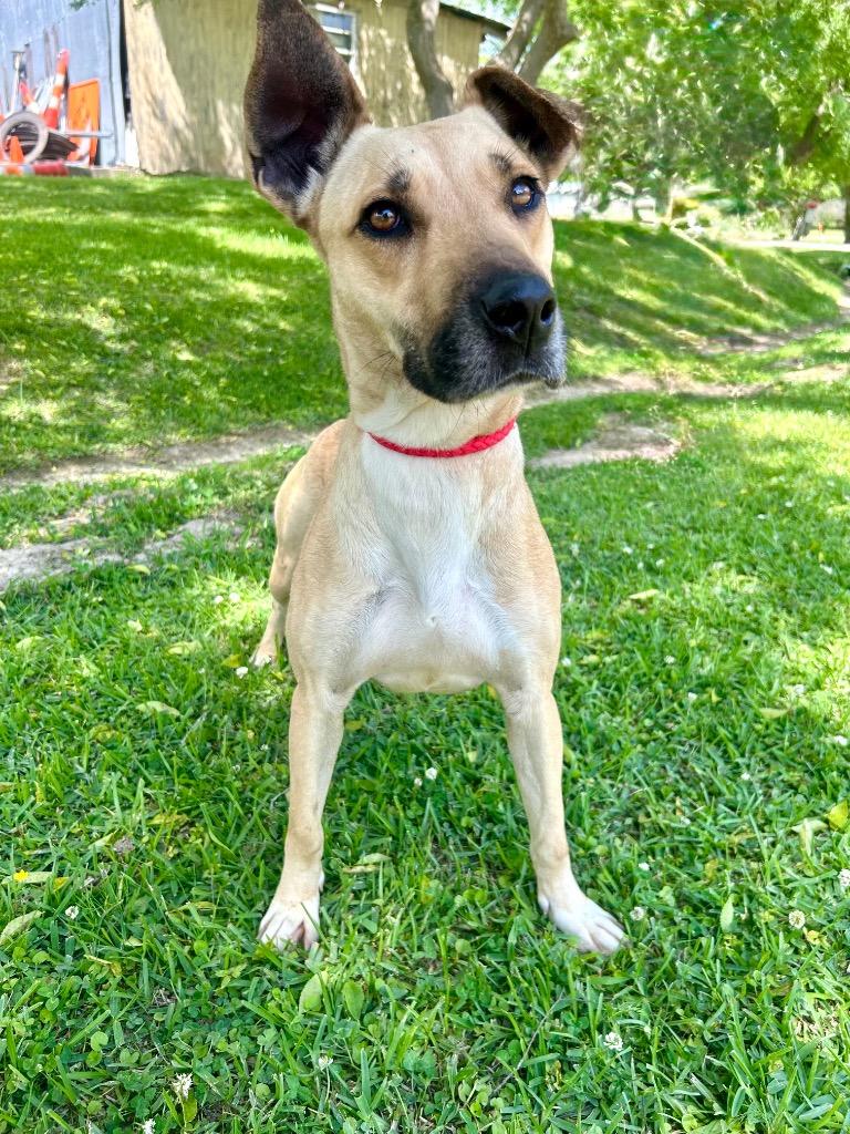 Mia, Adoptable, Young Female German Shepherd Dog & Labrador Retriever.