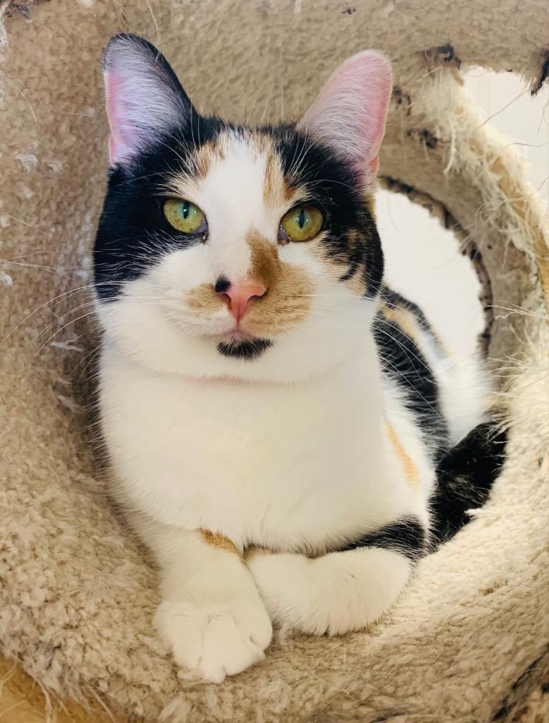 Calliope thumbnail 3