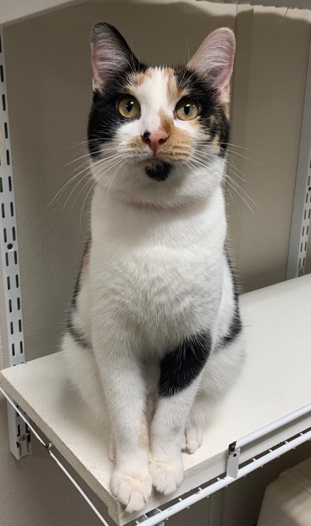 Calliope thumbnail 4