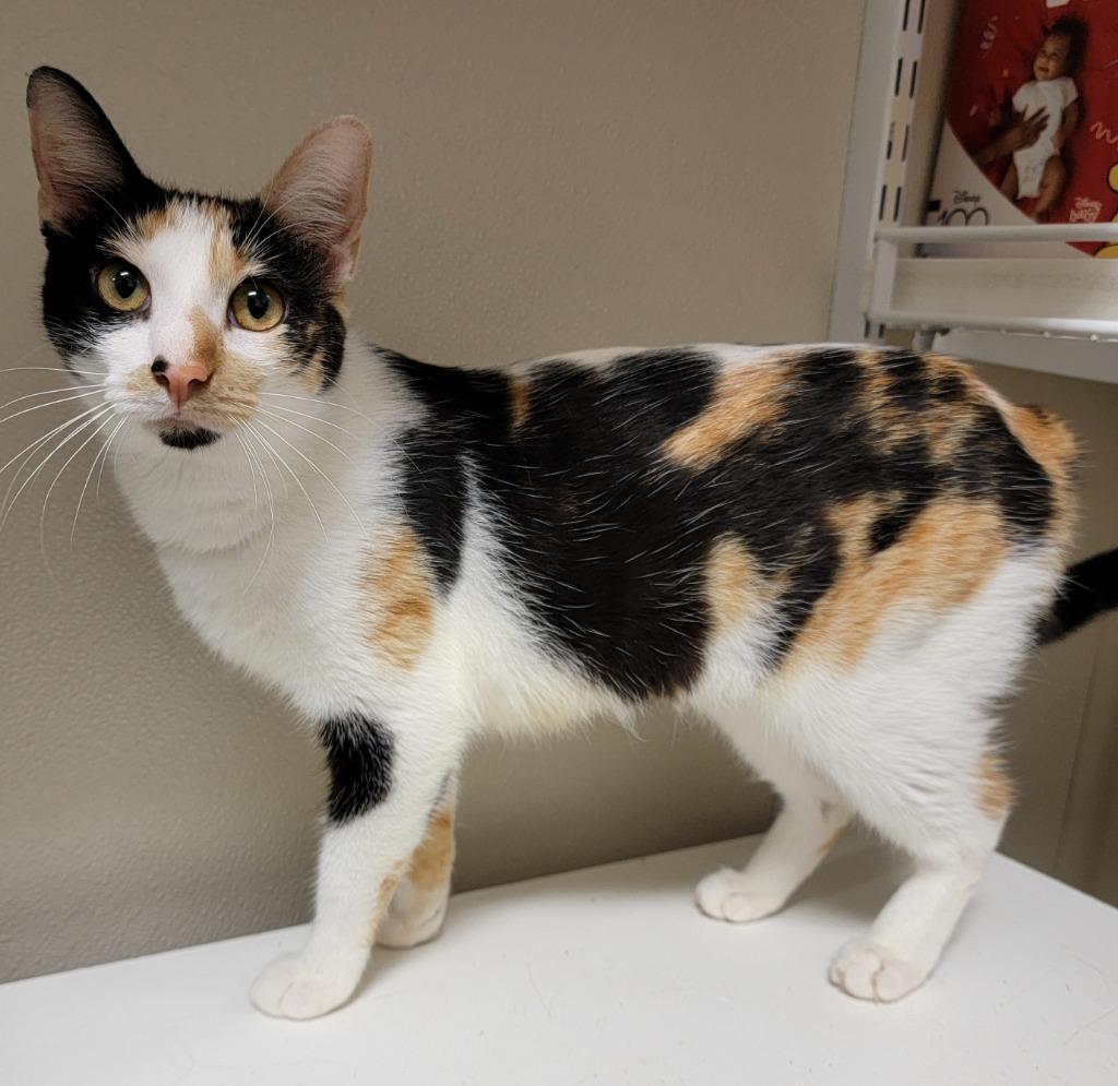 Calliope — thumbnail 2