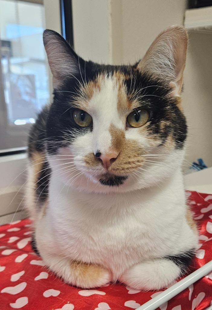 Calliope thumbnail 5