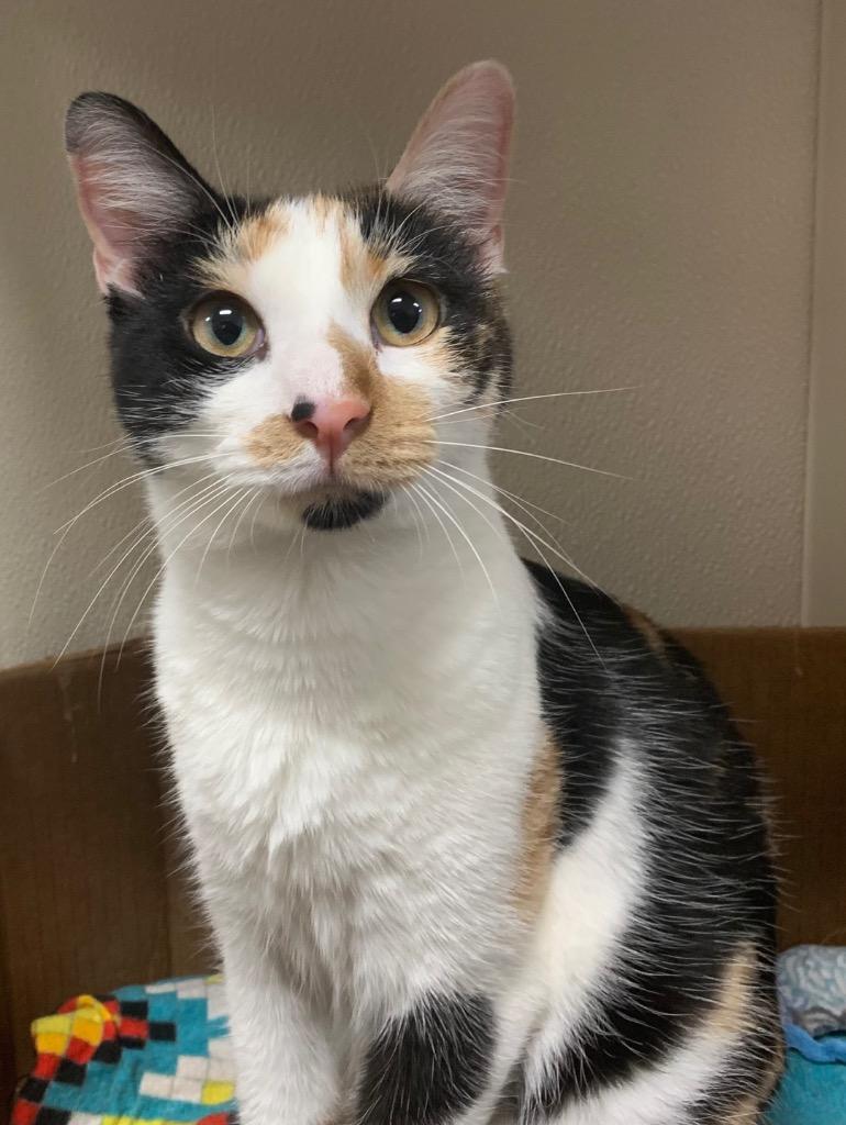 Calliope — thumbnail 3