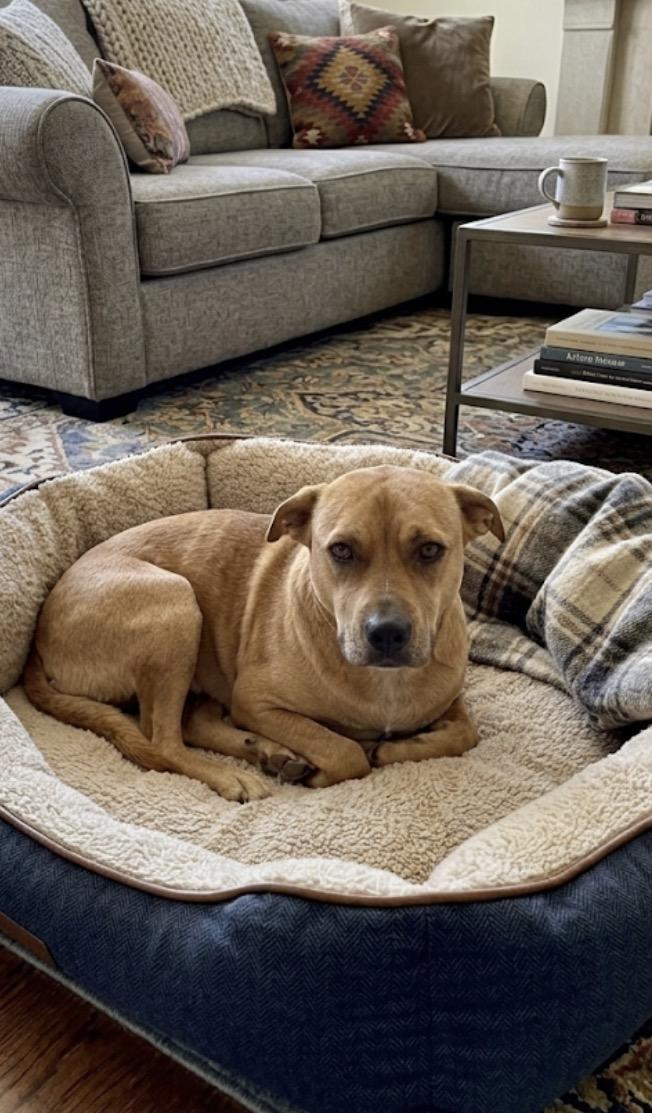 Enlarge Bonnie, a ADOPTABLE mixed breed in Casa Grande, AZ image 1/1