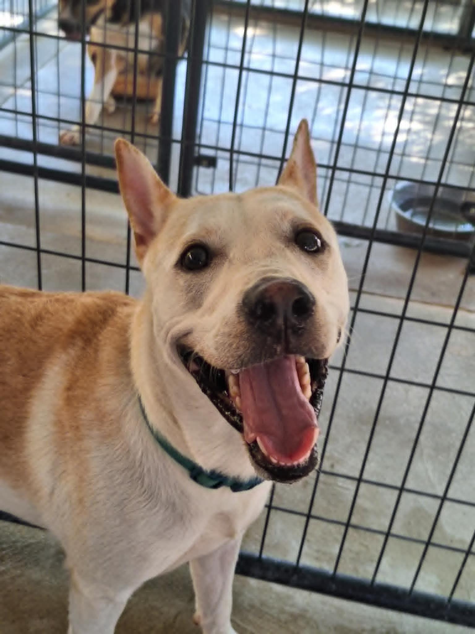 Avalon — thumbnail 3