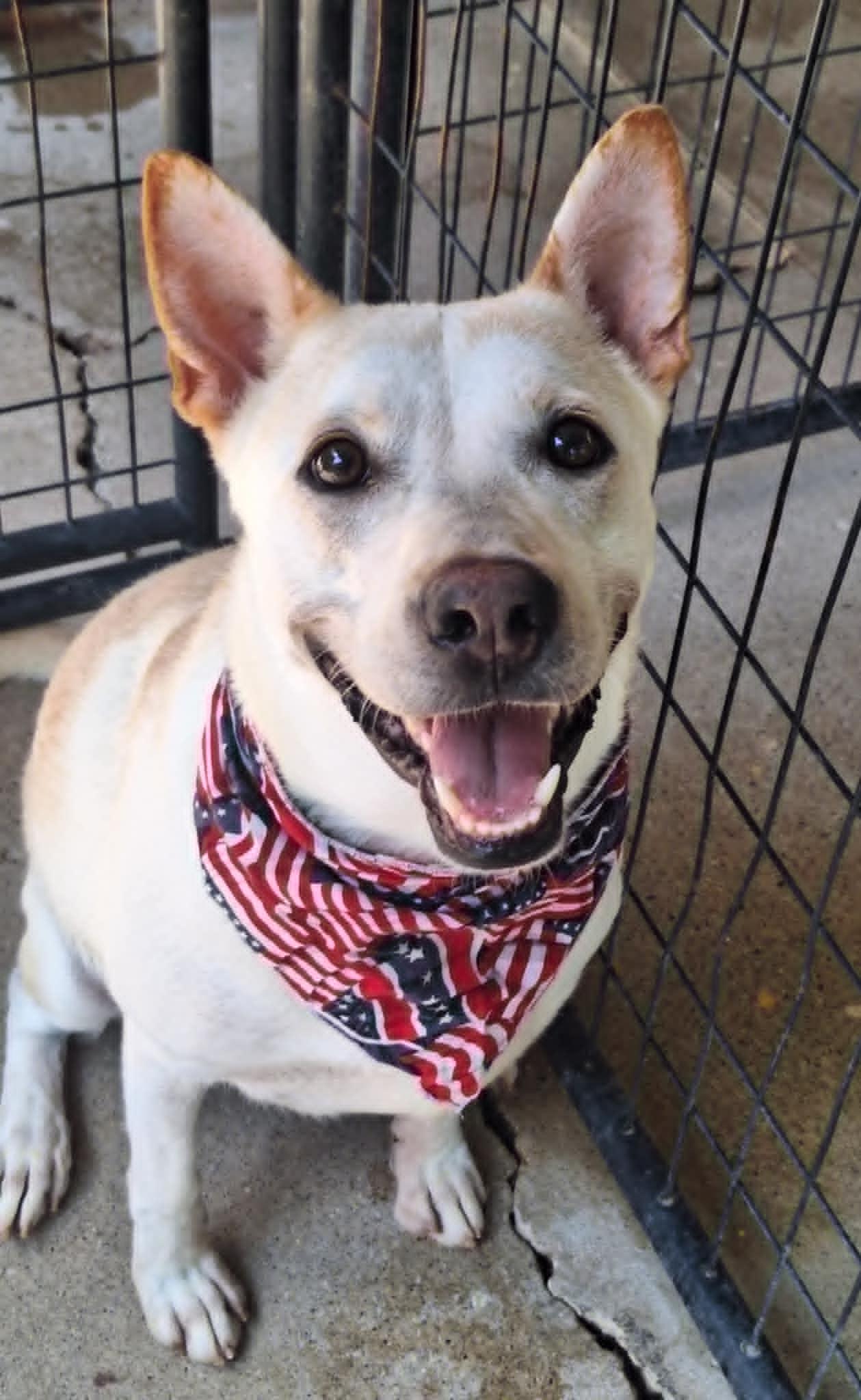 Avalon, a Adoptable mixed breed in Anderson, IN image 1/5