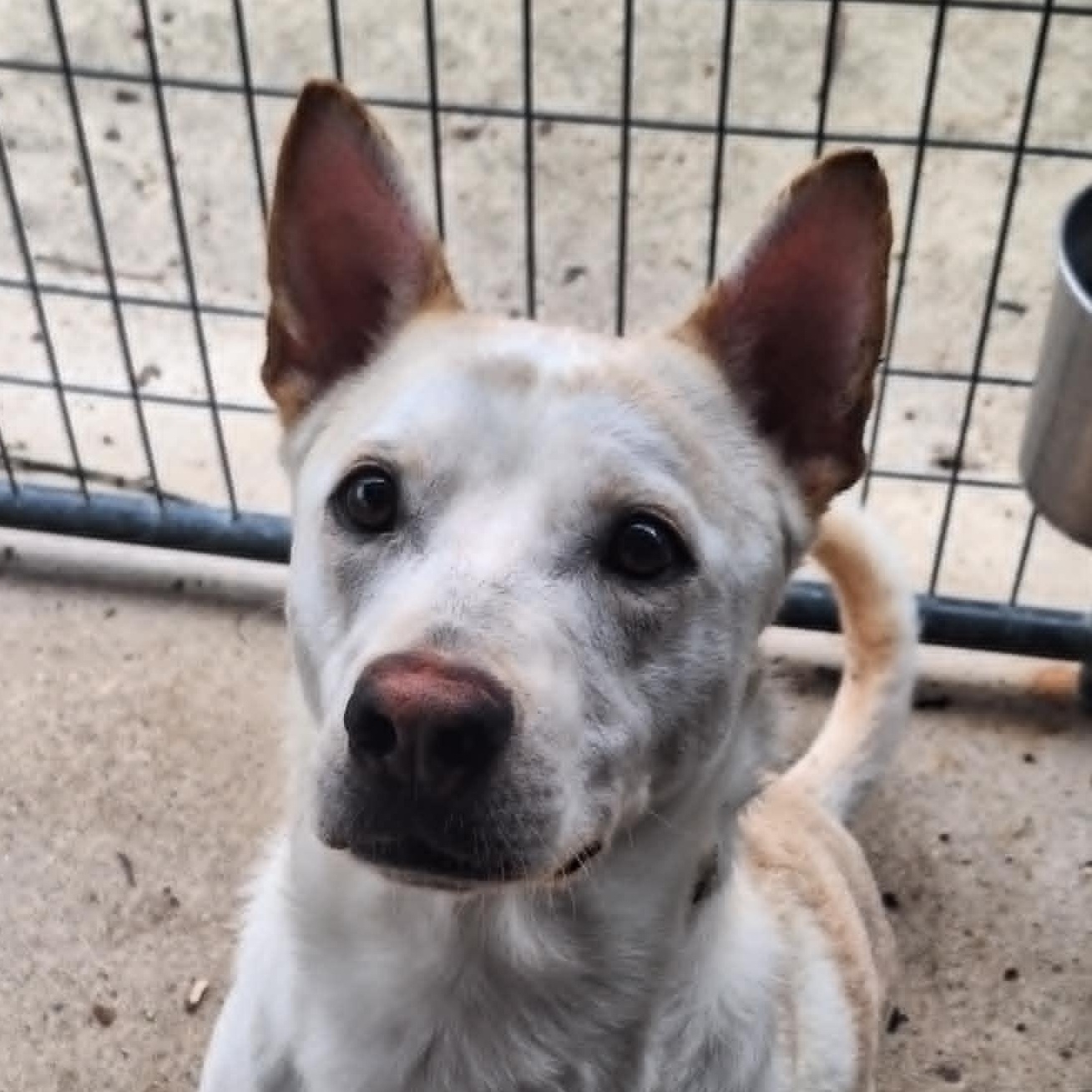 Avalon — thumbnail 5