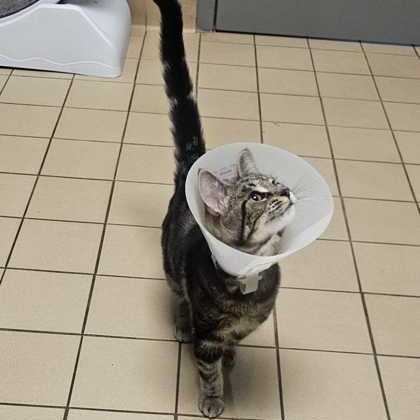 Enlarge Bonnie, a ADOPTABLE Domestic Short Hair in Jackson, MI image 1/3