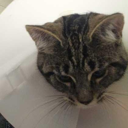 Enlarge Bonnie, a ADOPTABLE Domestic Short Hair in Jackson, MI image 3/3