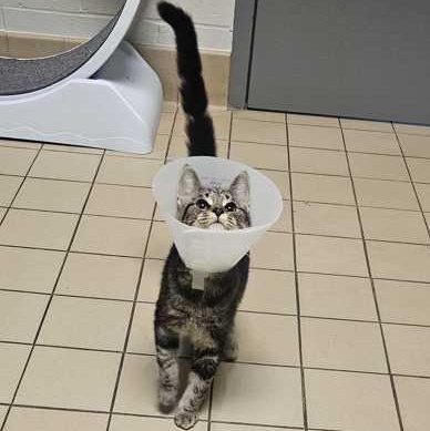 Enlarge Bonnie, a ADOPTABLE Domestic Short Hair in Jackson, MI image 2/3