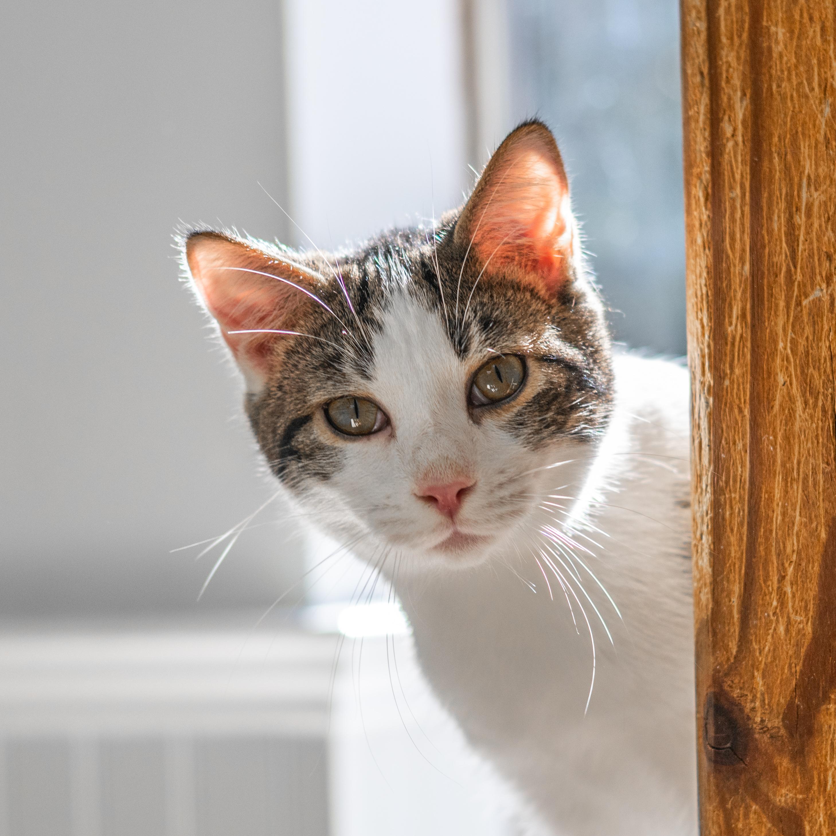 Taz, Adoptable, Kitten Male Domestic Short Hair.