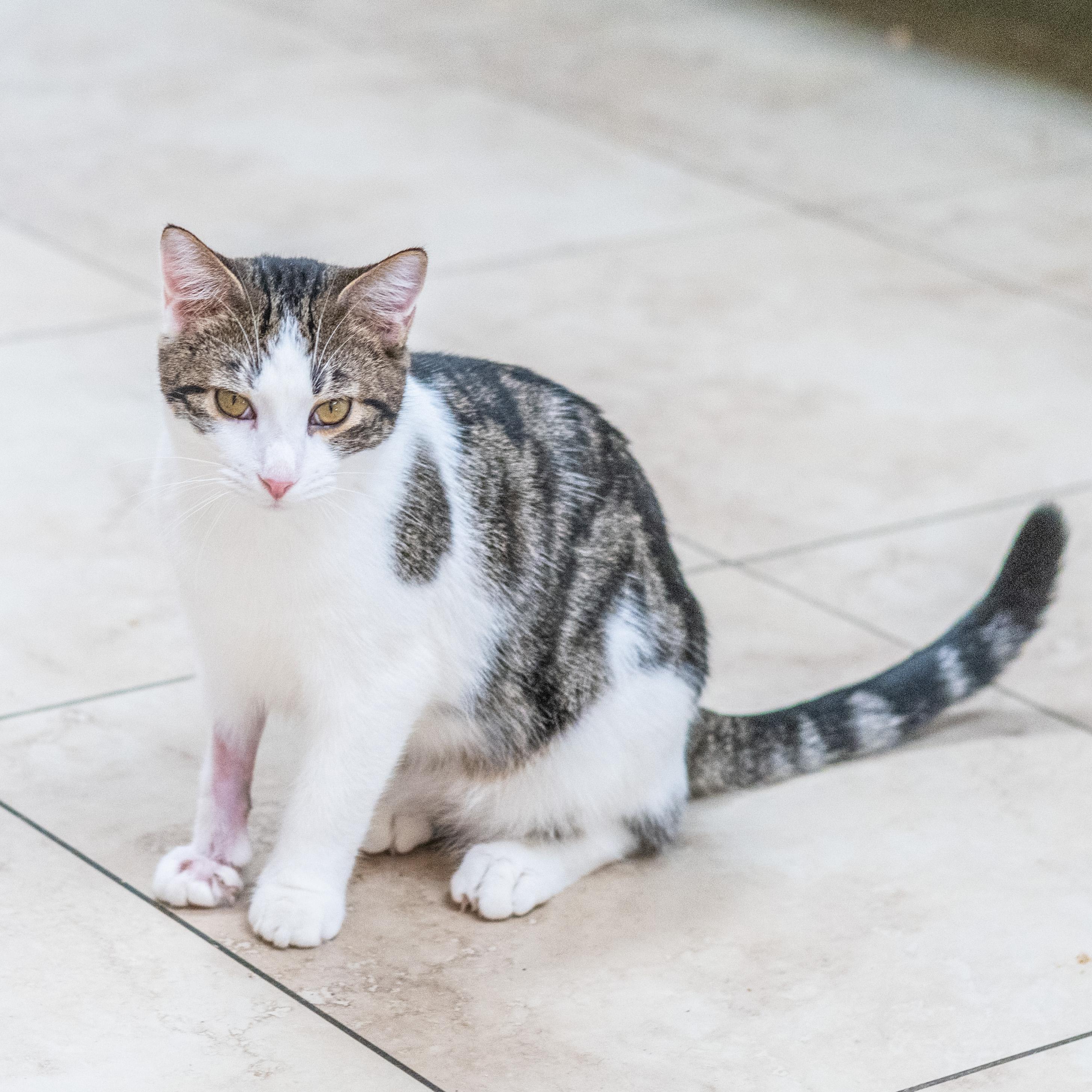 Enlarge Taz, a Adoptable Domestic Short Hair in Hilton Head Island, SC image 2/3