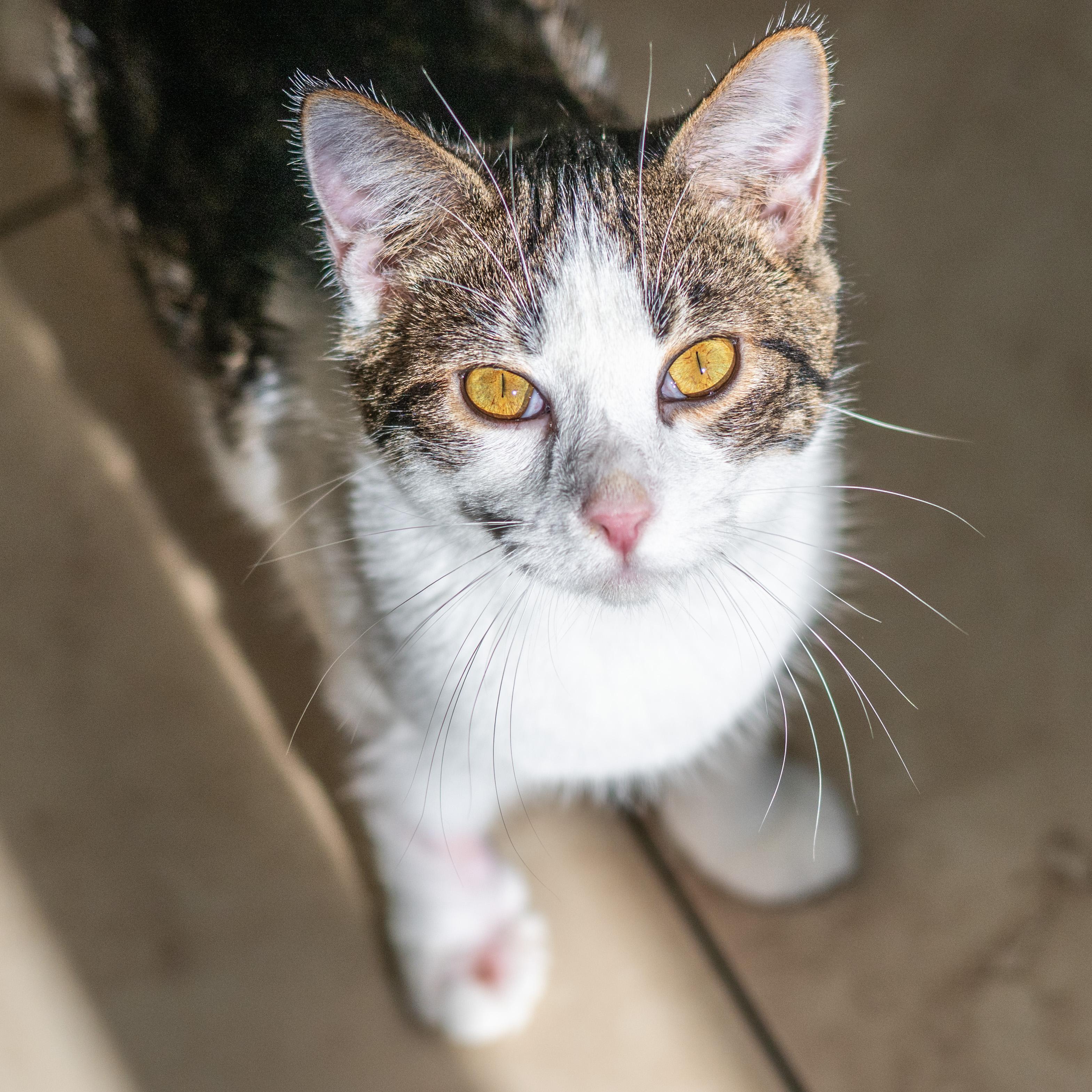 Enlarge Taz, a Adoptable Domestic Short Hair in Hilton Head Island, SC image 3/3